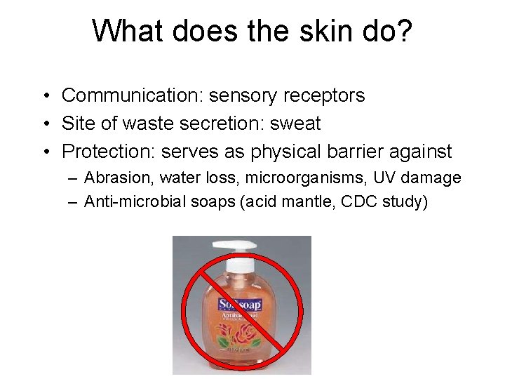 What does the skin do? • Communication: sensory receptors • Site of waste secretion: