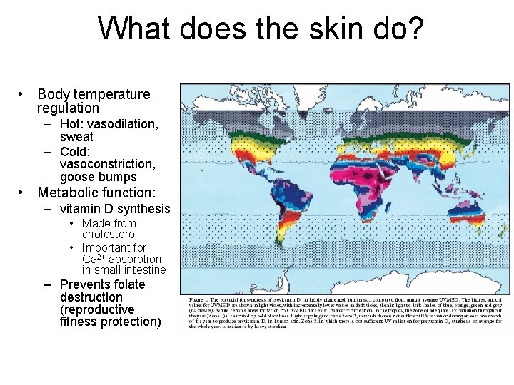 What does the skin do? • Body temperature regulation – Hot: vasodilation, sweat –