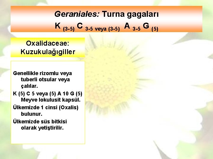 Geraniales: Turna gagaları K (3 -5) C 3 -5 veya (3 -5) A 3