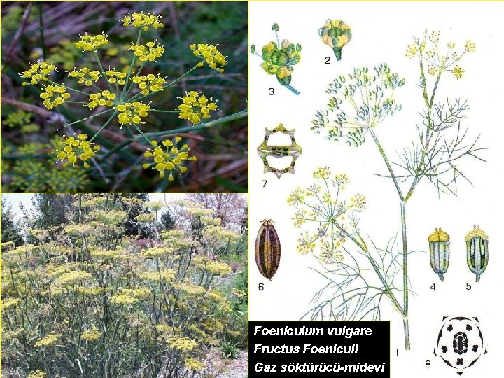 Foeniculum vulgare Fructus Foeniculi Gaz söktürücü-midevi 