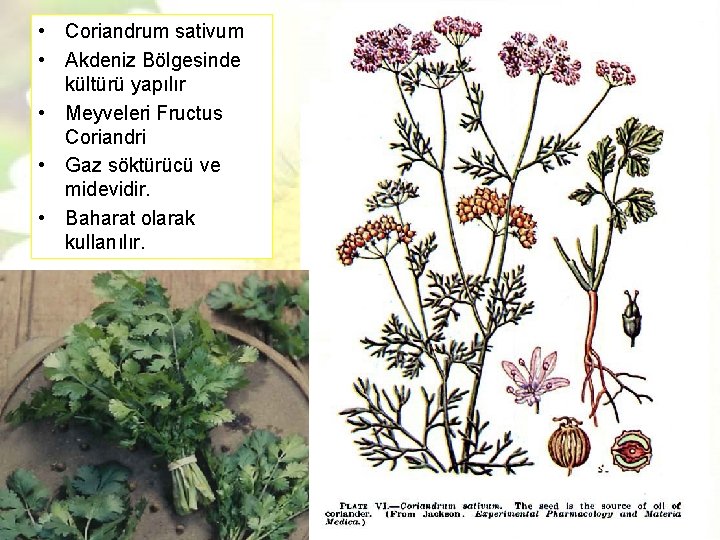  • Coriandrum sativum • Akdeniz Bölgesinde kültürü yapılır • Meyveleri Fructus Coriandri •