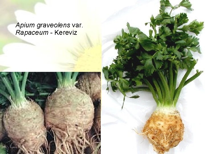 Apium graveolens var. Rapaceum - Kereviz 