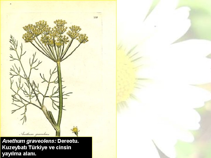 Anethum graveolens: Dereotu. Kuzeybatı Türkiye ve cinsin yayılma alanı. 