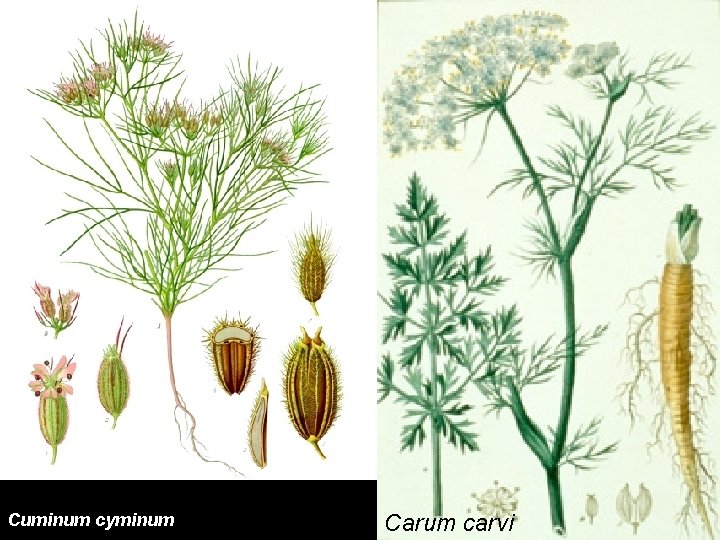 Cuminum cyminum Carum carvi 