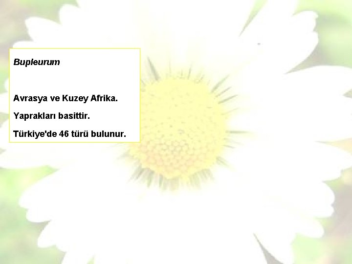 Bupleurum Avrasya ve Kuzey Afrika. Yaprakları basittir. Türkiye'de 46 türü bulunur. 