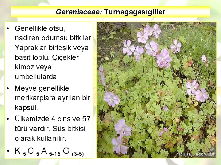 Geraniaceae: Turnagagasıgiller • Genellikle otsu, nadiren odumsu bitkiler. Yapraklar birleşik veya basit loplu. Çiçekler