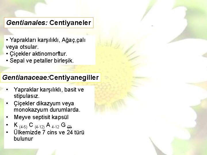 Gentianales: Centiyaneler • Yaprakları karşılıklı, Ağaç, çalı veya otsular. • Çiçekler aktinomorftur. • Sepal