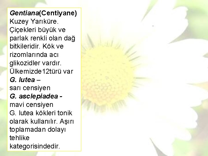 Gentiana(Centiyane) Kuzey Yarıküre. Çiçekleri büyük ve parlak renkli olan dağ bitkileridir. Kök ve rizomlarında