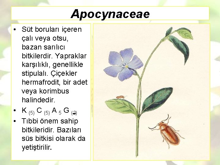 Apocynaceae • Süt boruları içeren çalı veya otsu, bazan sarılıcı bitkilerdir. Yapraklar karşılıklı, genellikle