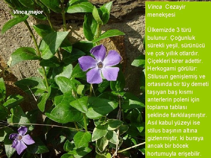 Vinca major Vinca Cezayir menekşesi Ülkemizde 3 türü bulunur. Çoğunluk sürekli yeşil, sürünücü ve