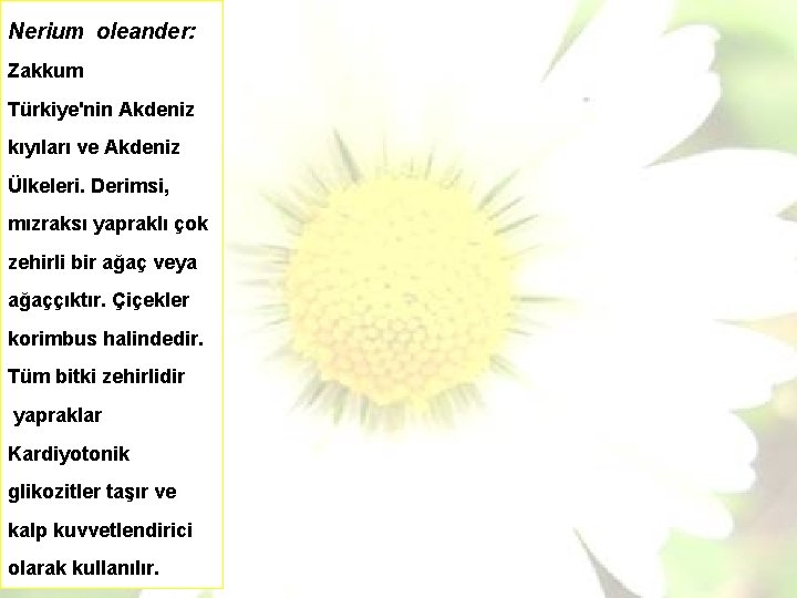 Nerium oleander: Zakkum Türkiye'nin Akdeniz kıyıları ve Akdeniz Ülkeleri. Derimsi, mızraksı yapraklı çok zehirli