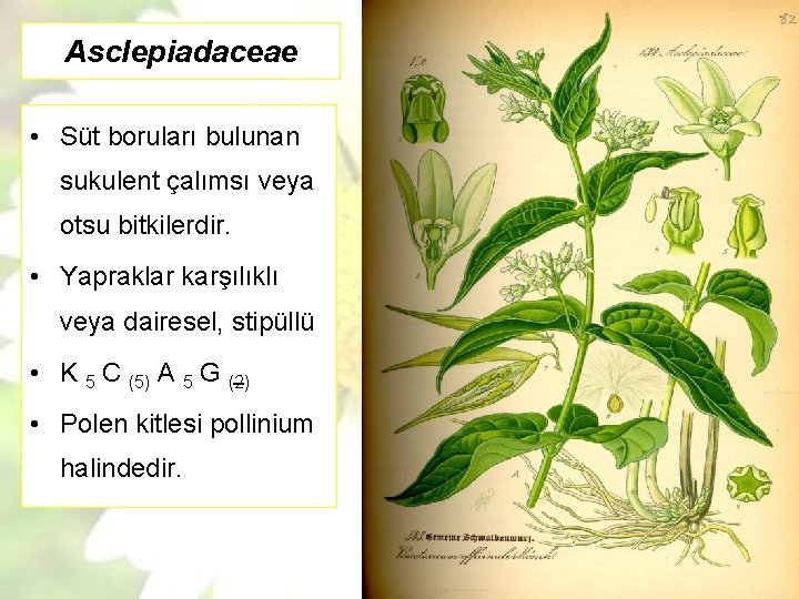 Asclepiadaceae • Süt boruları bulunan sukulent çalımsı veya otsu bitkilerdir. • Yapraklar karşılıklı veya