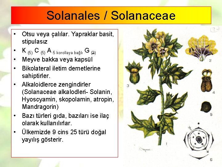 Solanales / Solanaceae • Otsu veya çalılar. Yapraklar basit, stipulasız • K (5) C