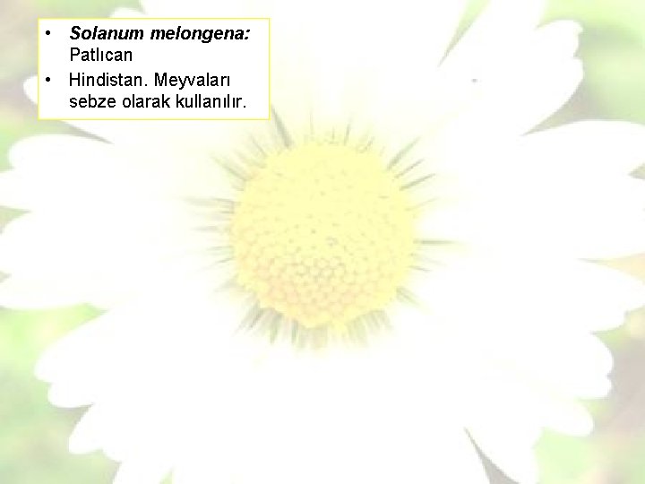  • Solanum melongena: Patlıcan • Hindistan. Meyvaları sebze olarak kullanılır. 