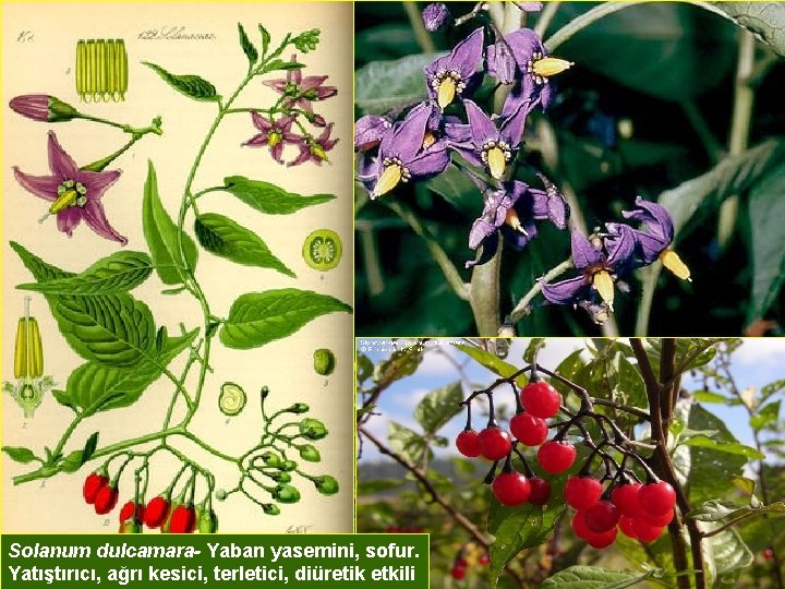 Solanum dulcamara- Yaban yasemini, sofur. Yatıştırıcı, ağrı kesici, terletici, diüretik etkili 