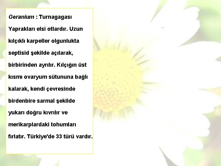 Geranium : Turnagagası Yaprakları elsi otlardır. Uzun kılçıklı karpeller olgunlukta septisid şekilde açılarak, birbirinden