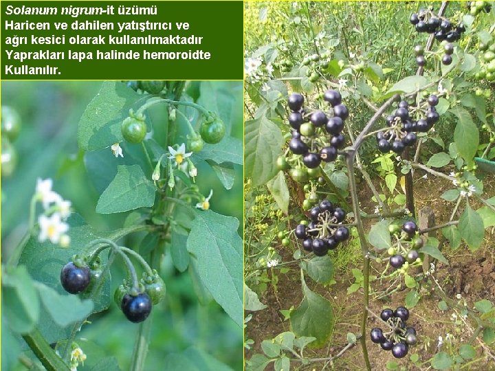 Solanum nigrum-it üzümü Haricen ve dahilen yatıştırıcı ve ağrı kesici olarak kullanılmaktadır Yaprakları lapa