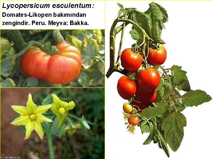 Lycopersicum esculentum: Domates-Likopen bakımından zengindir. Peru. Meyva: Bakka. 