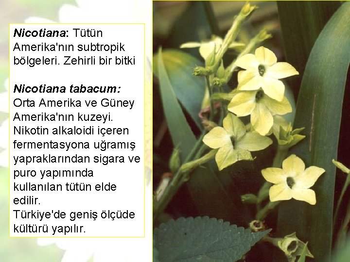 Nicotiana: Tütün Amerika'nın subtropik bölgeleri. Zehirli bir bitki Nicotiana tabacum: Orta Amerika ve Güney