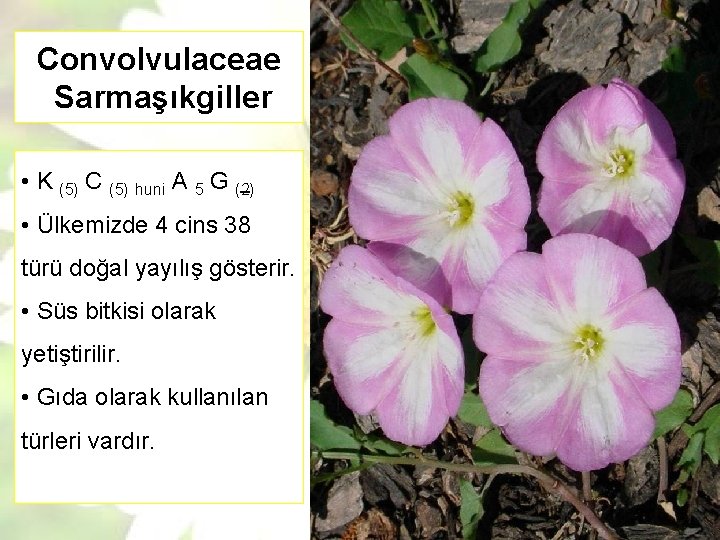 Convolvulaceae Sarmaşıkgiller • K (5) C (5) huni A 5 G (2) • Ülkemizde