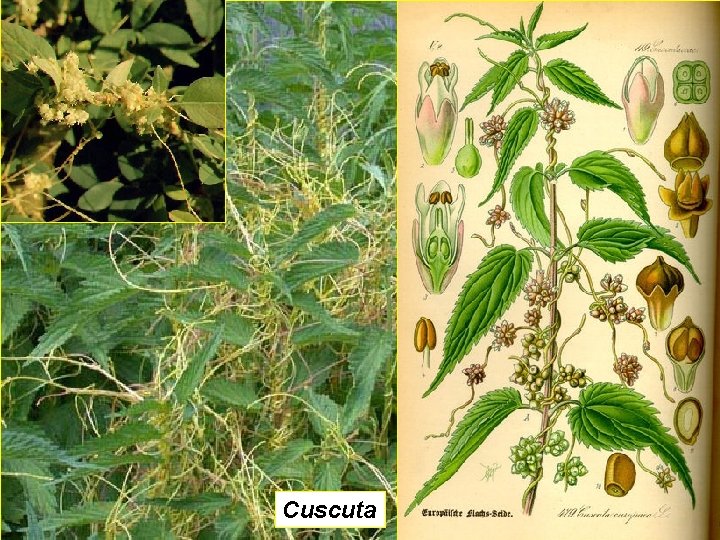 Cuscuta 