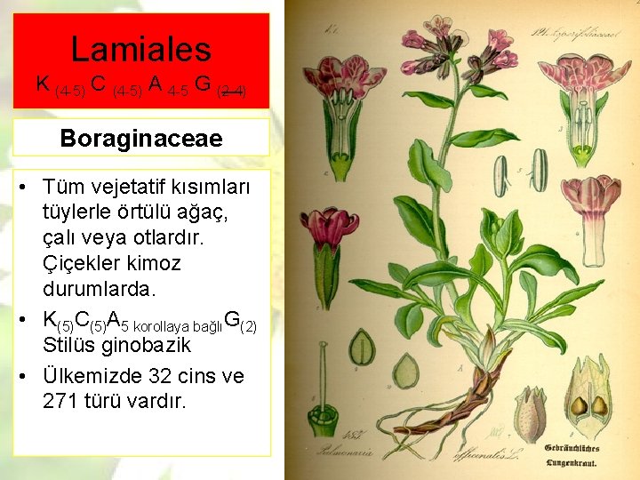 Lamiales K (4 -5) C (4 -5) A 4 -5 G (2 -4) Boraginaceae