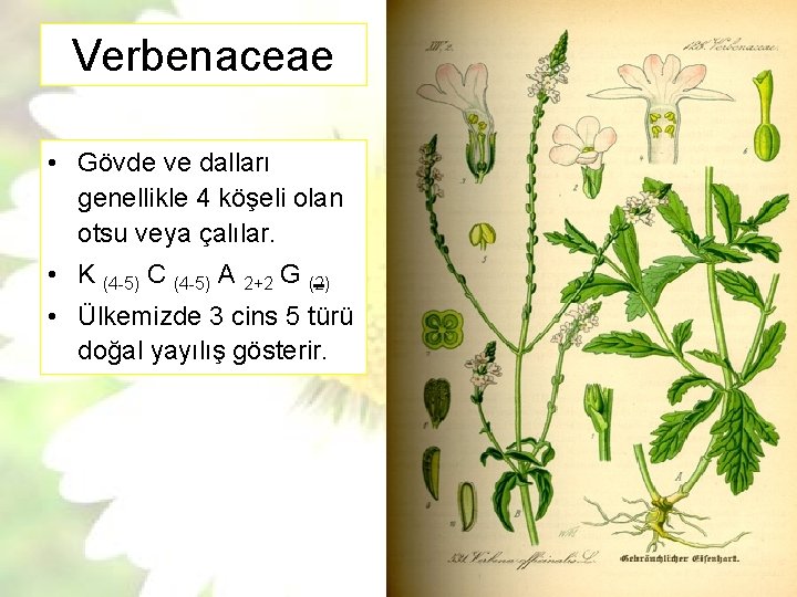 Verbenaceae • Gövde ve dalları genellikle 4 köşeli olan otsu veya çalılar. • K