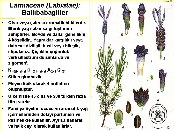 Lamiaceae (Labiatae): Ballıbabagiller • Otsu veya çalımsı aromatik bitkilerde. Eterik yağ salan salgı tüylerine