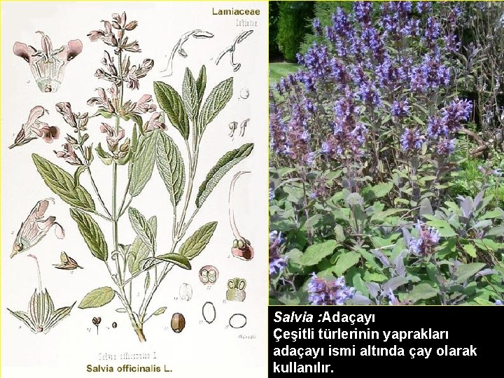 Salvia : Adaçayı Çeşitli türlerinin yaprakları adaçayı ismi altında çay olarak kullanılır. 