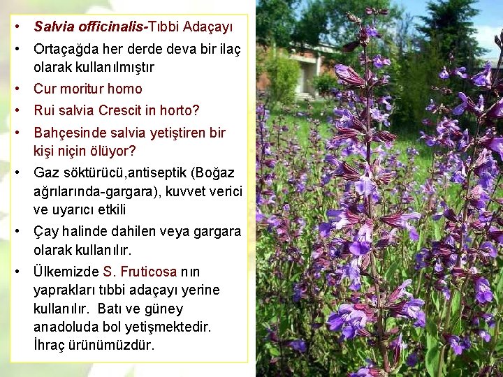  • Salvia officinalis-Tıbbi Adaçayı • Ortaçağda her derde deva bir ilaç olarak kullanılmıştır