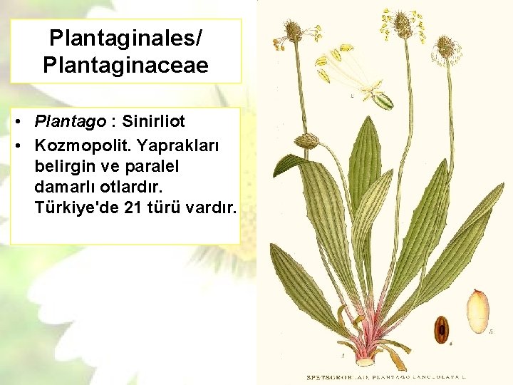 Plantaginales/ Plantaginaceae • Plantago : Sinirliot • Kozmopolit. Yaprakları belirgin ve paralel damarlı otlardır.