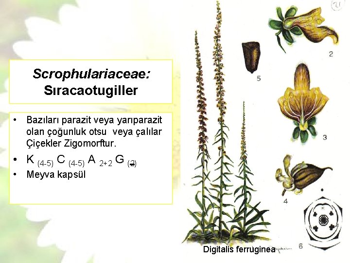 Scrophulariaceae: Sıracaotugiller • Bazıları parazit veya yarıparazit olan çoğunluk otsu veya çalılar Çiçekler Zigomorftur.