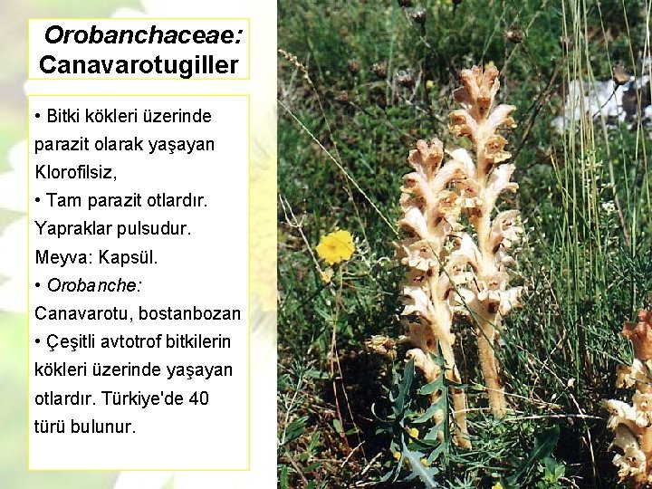 Orobanchaceae: Canavarotugiller • Bitki kökleri üzerinde parazit olarak yaşayan Klorofilsiz, • Tam parazit otlardır.