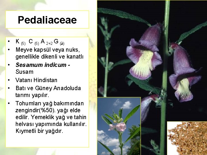 Pedaliaceae • K (5) C (5) A 2+2 G (2) • Meyve kapsül veya