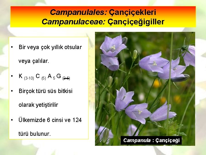 Campanulales: Çançiçekleri Campanulaceae: Çançiçeğigiller • Bir veya çok yıllık otsular veya çalılar. • K