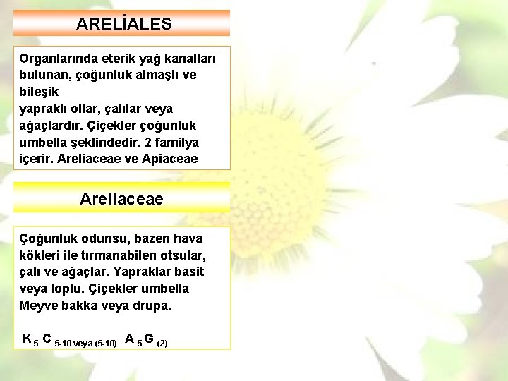 ARELİALES Organlarında eterik yağ kanalları bulunan, çoğunluk almaşlı ve bileşik yapraklı ollar, çalılar veya