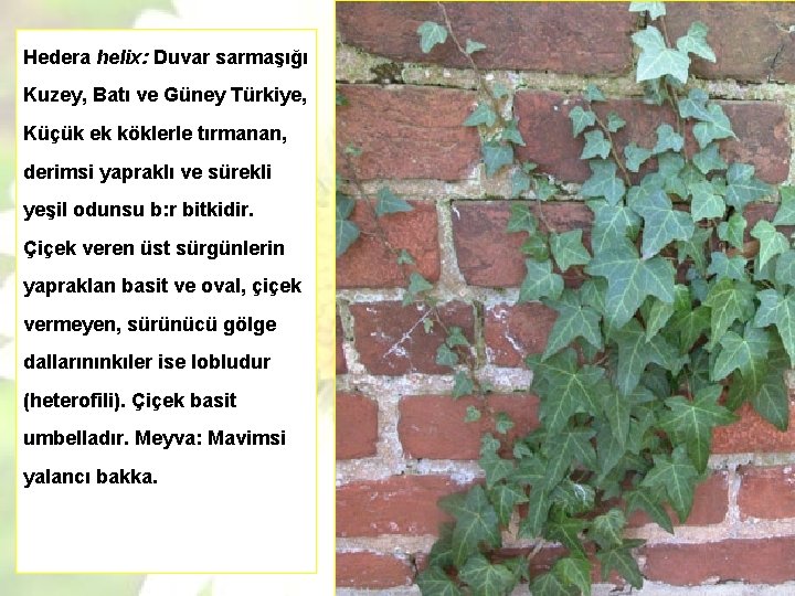 Hedera helix: Duvar sarmaşığı Kuzey, Batı ve Güney Türkiye, Küçük ek köklerle tırmanan, derimsi