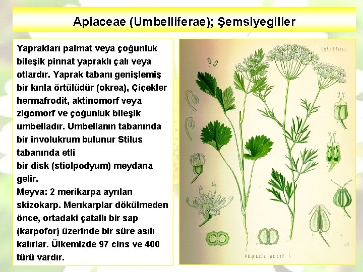 Apiaceae (Umbelliferae); Şemsiyegiller Yaprakları palmat veya çoğunluk bileşik pinnat yapraklı çalı veya otlardır. Yaprak