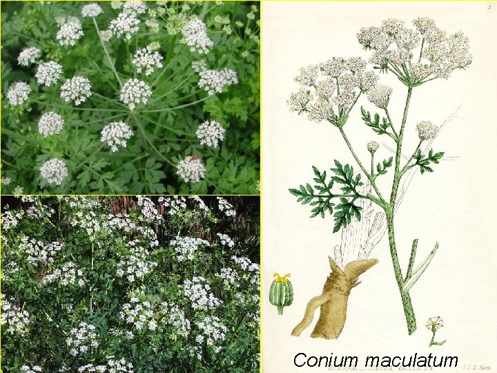 Conium maculatum 