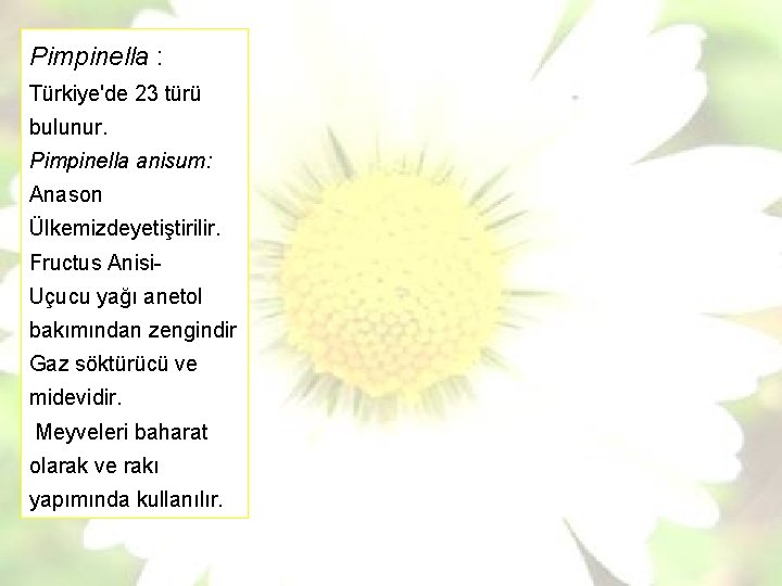 Pimpinella : Türkiye'de 23 türü bulunur. Pimpinella anisum: Anason Ülkemizdeyetiştirilir. Fructus Anisi. Uçucu yağı