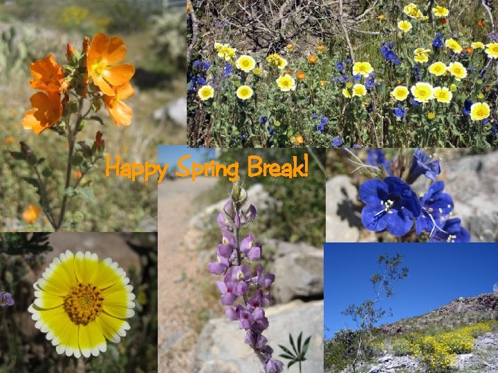 Happy Spring Break! 