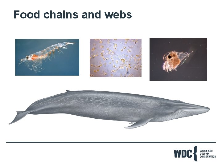 Food chains and webs 