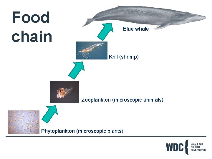 Food chain Blue whale Krill (shrimp) Zooplankton (microscopic animals) Phytoplankton (microscopic plants) 