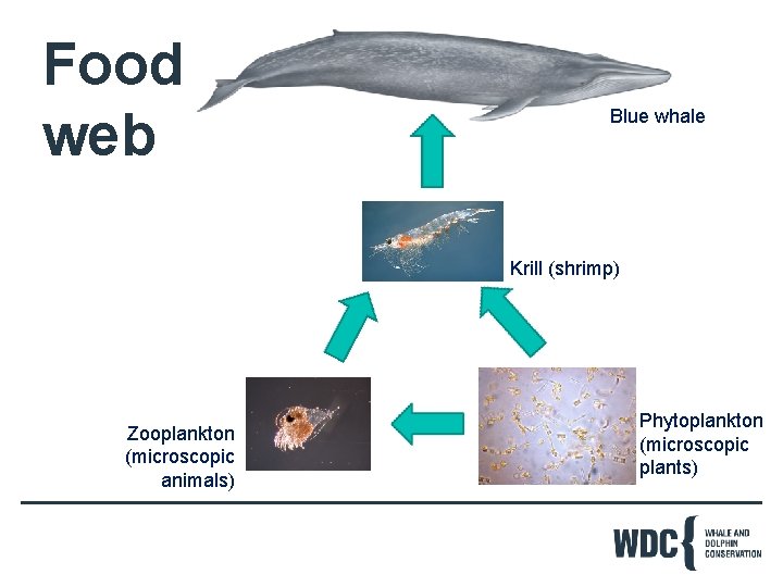 Food web Blue whale Krill (shrimp) Zooplankton (microscopic animals) Phytoplankton (microscopic plants) 