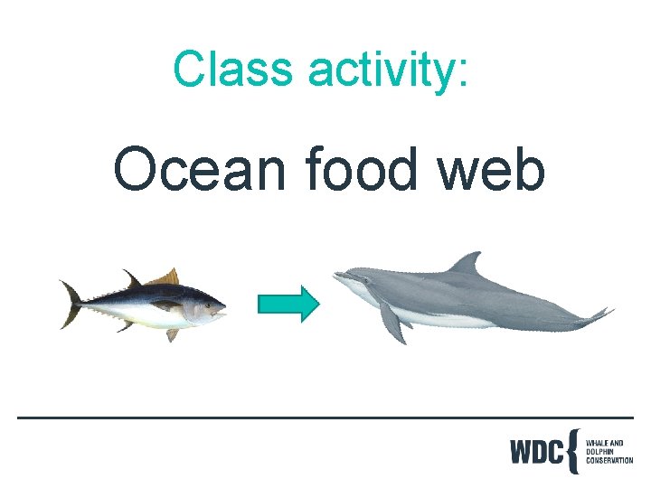 Class activity: Ocean food web 