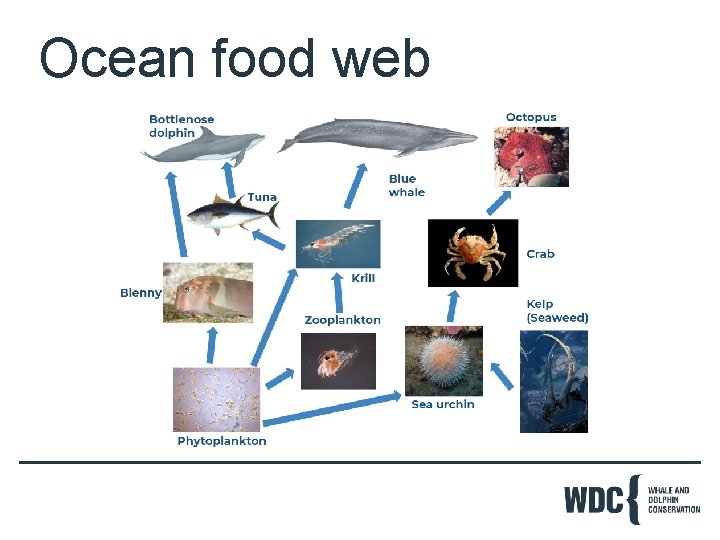 Ocean food web 