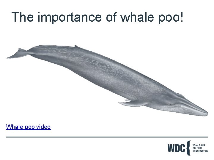 The importance of whale poo! Whale poo video 