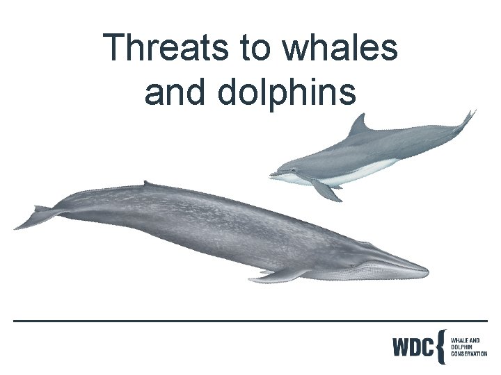 Threats to whales and dolphins 