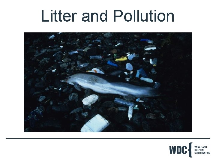 Litter and Pollution 