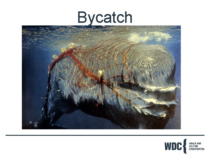 Bycatch 